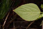 Cuban copperleaf